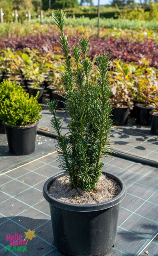 Hello Hello Plants Nursery Melbourne Victoria Australia Cephalotaxus Harringtonii Fastigiata Japanese Plum Yew 33cm Pot Logo