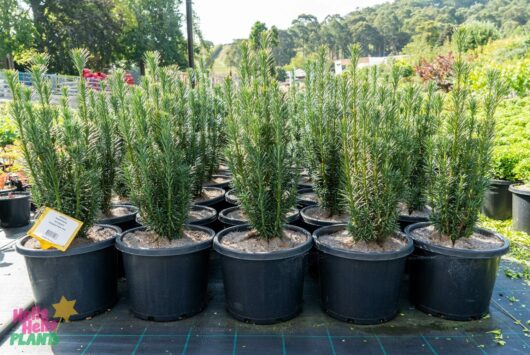 Hello Hello Plants Nursery Melbourne Victoria Australia Cephalotaxus Harringtonii Fastigiata Japanese Plum Yew 33cm Pot