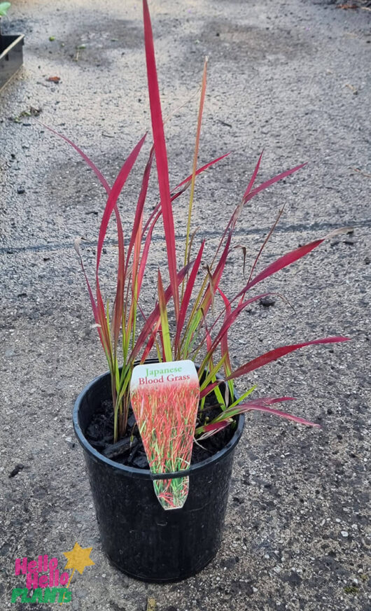 Imperata 'Japanese Blood Grass' 6" Pot
