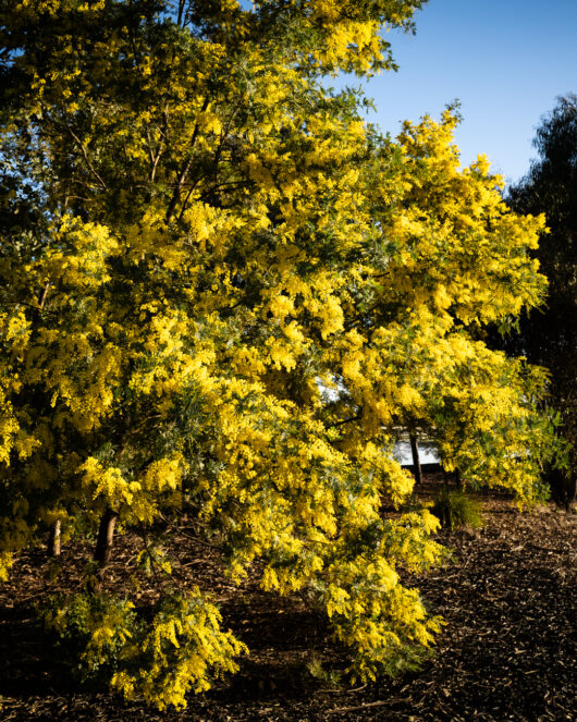 australian native acacia pycnantha golden wattle small tree large bush shrub yellow blossoms flowers