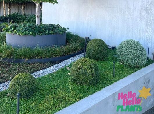 Buxus 'English Box' Topiary Ball 13" Pot