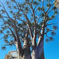 Aloe barberae 'Tree Aloe', a large branching succulent with thick trunks and spiky leaves, stands beneath a clear blue sky, with a glass greenhouse and building in the background.