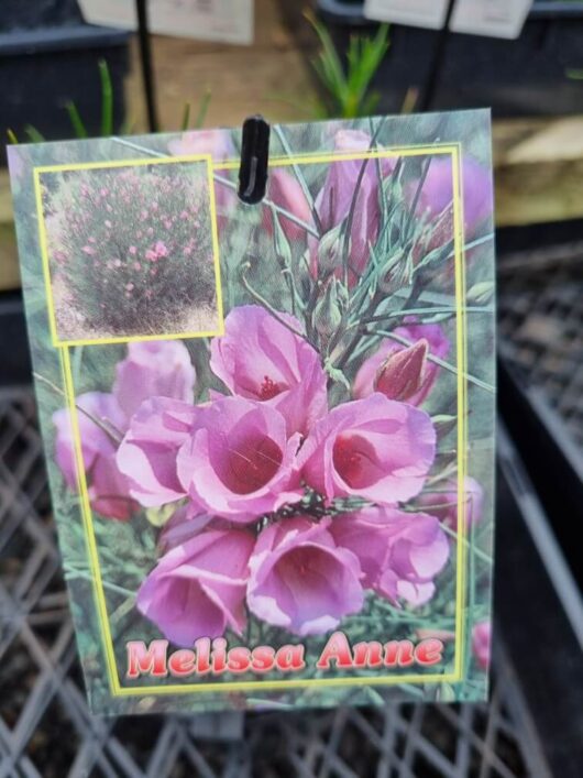 Alyogyne 'Melissa Anne' Native Hibiscus 6" Pot