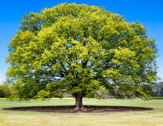 Zelkova 'Japanese Elm Tree'