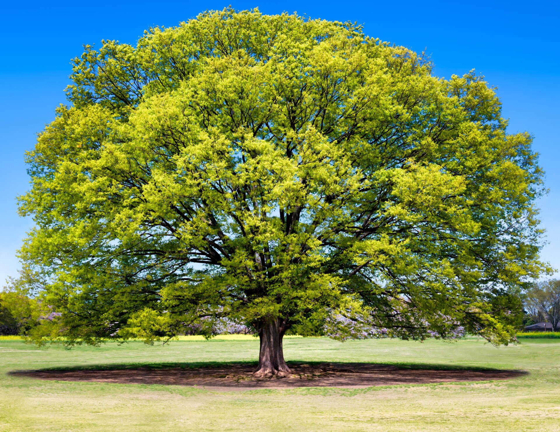 Zelkova Serrata Wikipedia 44 OFF zelkova-serrata-wikipedia-44-off