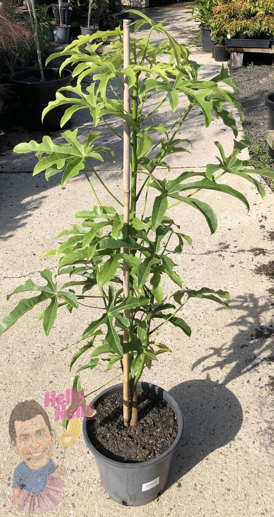 Brachychiton �Illawarra Flame Tree� 10&quot; Pot Hello Hello