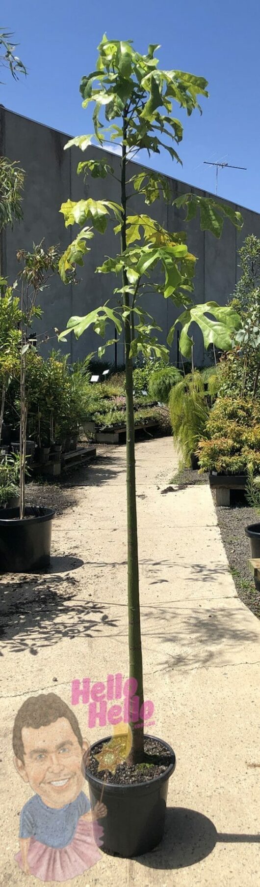 Brachychiton 'Illawarra Flame Tree'