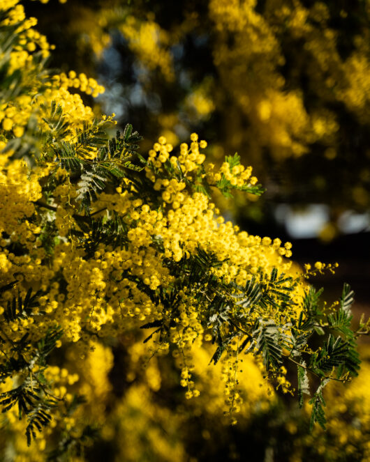 acacia pycnantha golden wattle blossom yellow flowers australian native