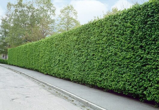 A long, dense hedge of bright green Carpinus 'European Hornbeam' Tree 10" Pot leaves lining a pavement with trees in the background under a cloudy sky.