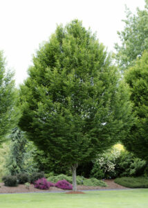 A large Carpinus 'European Hornbeam' Tree 8" Pot surrounded by other dense foliage and vibrant purple shrubs in a lush park setting.
