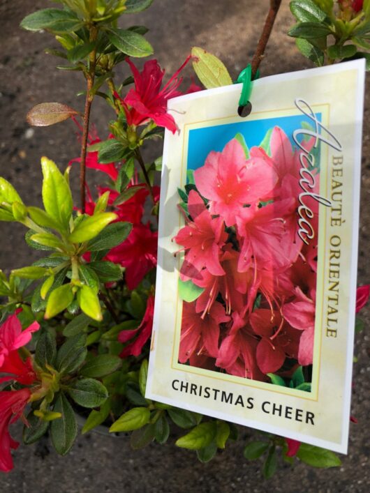 A plant tag labeled "Azalea 'Christmas Cheer' 6" Pot" attached to a blooming azalea shrub.