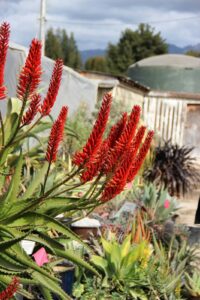 A bunch of Aloe 'Erik The Red' 7" Pot in a garden.