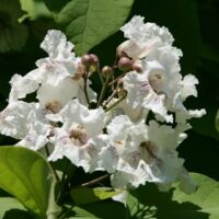 Catalpa 'Indian Bean Tree'
