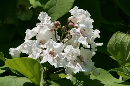 Catalpa 'Indian Bean Tree' Standard 1.5m 20" Pot