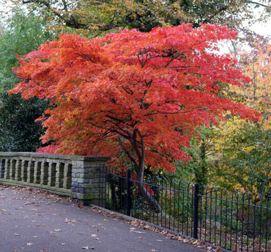An Acer palmatum 'Japanese Maple' 8" Pot tree with vibrant red foliage stands tall in a park.