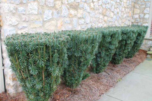 Cephalotaxus 'Japanese Plum Yew'