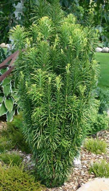 Japanese Plum Yew - Hello Hello Plants &amp; Garden Supplies