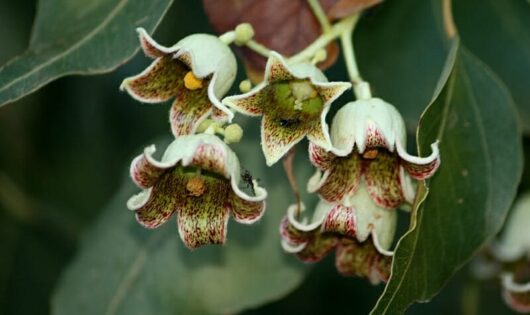 Brachychiton 'Kurrajong Tree' 16" Pot.