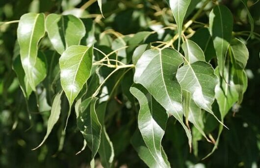 Eucalyptus sylvestris - Brachychiton 'Kurrajong Tree' 16" Pot.