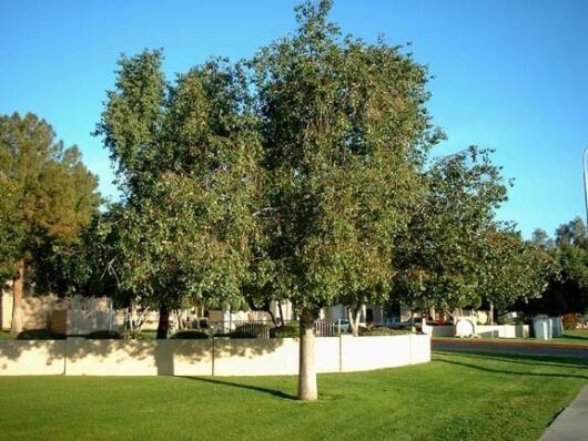 A Brachychiton 'Kurrajong Tree' 16" Pot, stands majestically in the middle of a grassy area.