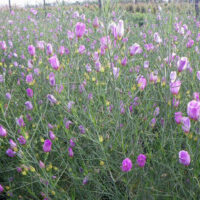 A field of Alyogyne 'Melissa Anne' Native Hibiscus 6" Pot flowers in a field.