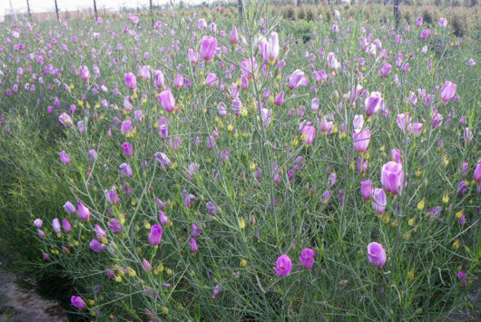 A field of Alyogyne 'Melissa Anne' Native Hibiscus 6" Pot flowers in a field.