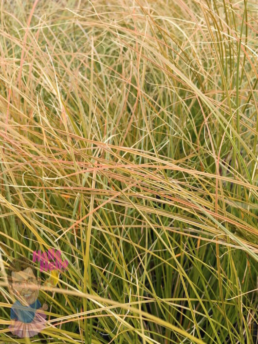 Carex Orange Sedge