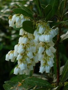 White bell-shaped flowers hanging in clusters from a green Pieris 'Temple Bells' 8" Pot shrub with dense foliage.