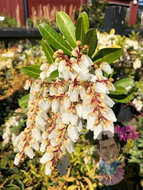 Lily of the Valley Bush Temple Bells Pieris Japanese Pieris -4" Pot Andromed 