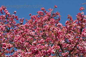 A Brachychiton 'Bella Pink' Flame Tree 16" Pot with pink flowers against a blue sky.