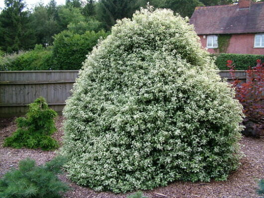 A Pittosporum 'Irene Patterson' 6" Pot shrub in the middle of a yard.