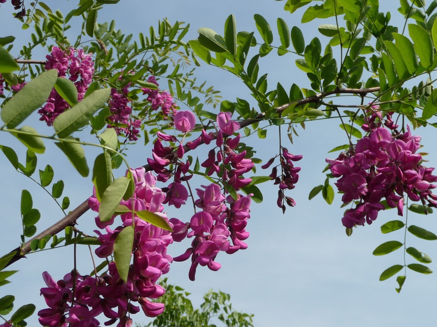 ROBINIA pseudoacacia Casque rouge® CTR 10L Demi tige 4/6