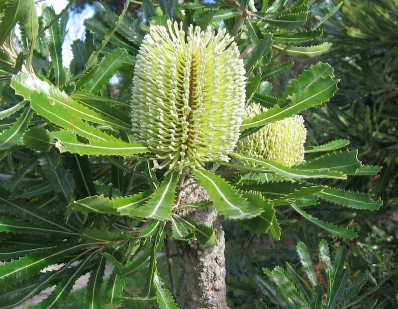 Banksia Saw Tooth 6" Pot - Hello Hello Plants & Garden Supplies
