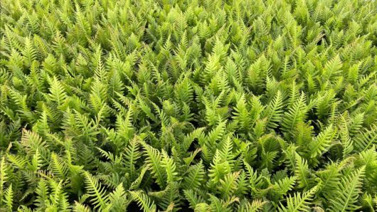 Blechnum 'Silver Lady Fern' 6" Pot