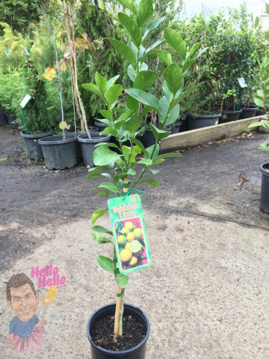 Citrus 'Tahitian' Lime Tree sapling in a 10" pot with a plant tag, located in a nursery garden.