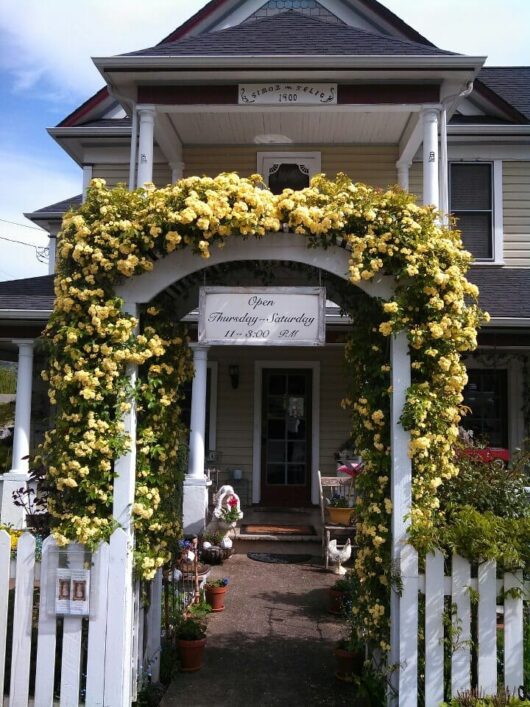 A house with a white picket fence adorned with yellow Banksia Rose 'Yellow' 6" Pot roses.