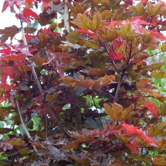 Acer 'Crimson Sentry' Maple