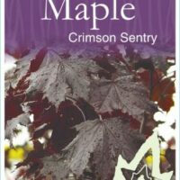 Acer 'Crimson Sentry' Maple