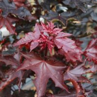Acer 'Crimson Sentry' Maple