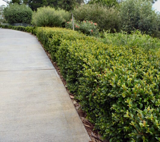 A neatly trimmed Acmena 'Allyn Magic' Lilly Pilly hedge lines a concrete pathway in a garden setting.