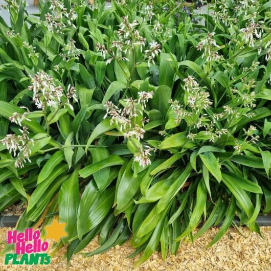 Arthropodium 'NZ Rock Lily'