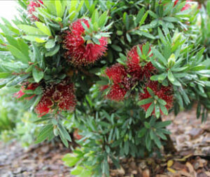 Callistemon 'Better John™' 7" Pot on a bush in the garden.