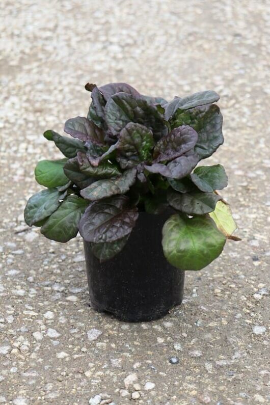A potted Ajuga 'Caitlin's Giant' 6" Pot with dark green, glossy leaves on a textured concrete surface.