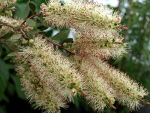 A Callistemon 'Father Christmas' 6" Pot with white flowers and green leaves.