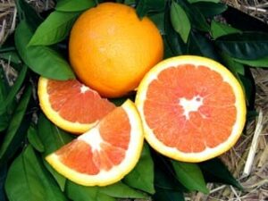 A whole Citrus Orange 'Cara Cara' 10" Pot and its slices resting on green leaves.