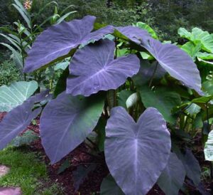 A Colocasia 'Black Magic' Elephant Ear with large purple leaves in a garden.