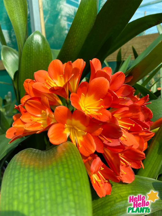 Clivia Belgian Hybrid 'Orange'