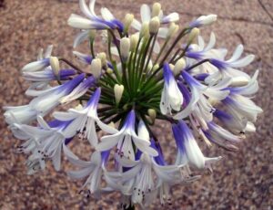 An Agapanthus 'Cloudy Days' 6" Pot with white and blue flowers on it, perfect for 6" Pot arrangements and adding a touch of elegance to Cloudy Days.