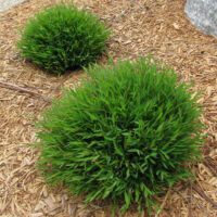 Two Pogonatherum 'Baby Panda' Bamboo 8" Pot plants on the ground next to a tree.