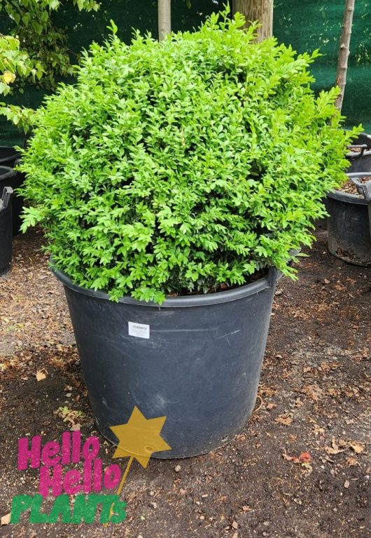 A Buxus 'English Box' Topiary Ball 24" Pot in a black pot with a star on it.